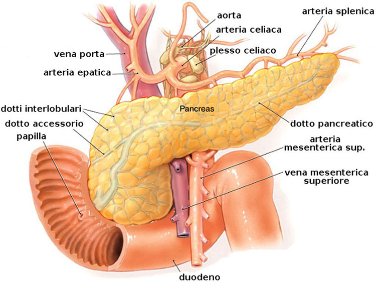 Ambulatorio Chirurgia Pancreatica - Roma, Guidonia, Tivoli
